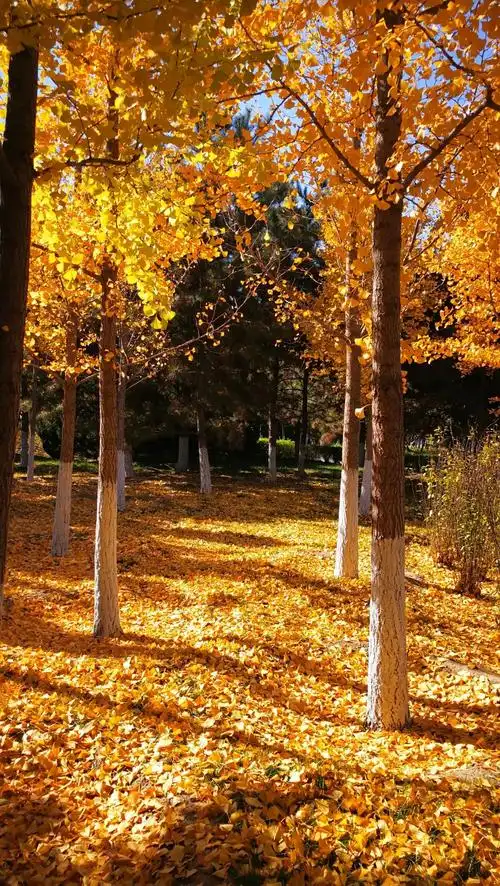 秋天到了,在北京的你打算去哪儿看红叶?|北京市_新浪财经_新浪网