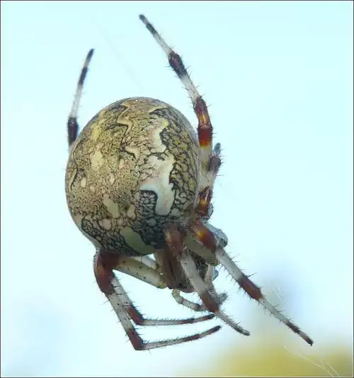 展开全部 这是一种圆蛛