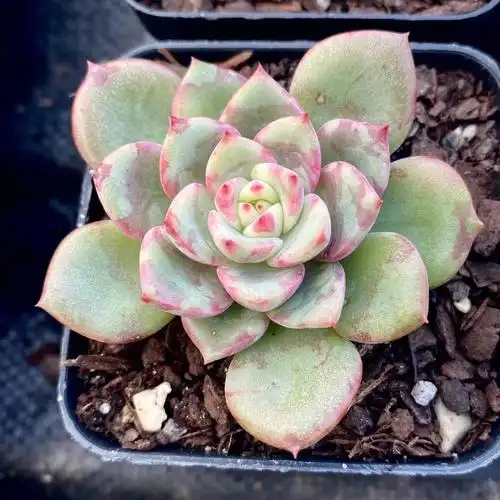 爱出血斑的多肉三文鱼