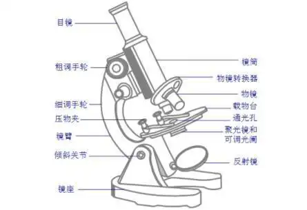 67显微镜的结构图种类作用及使用方法和成像原理附显微镜发展史