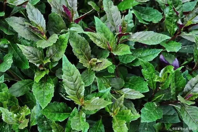 红凤菜是我国传统的野菜,它真的有"毒"吗?