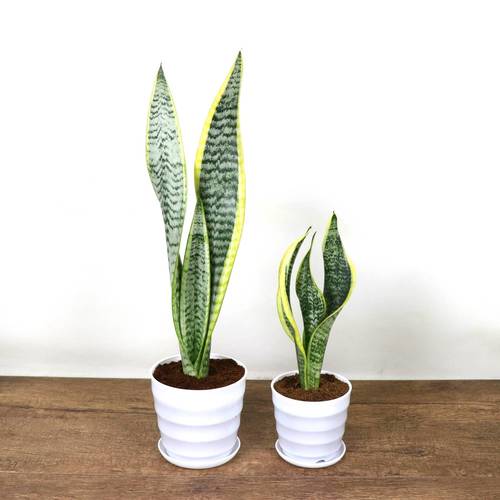 金边虎皮兰高矮品种植物室内大盆栽虎尾兰裸苗客厅水培白玉花卉苗