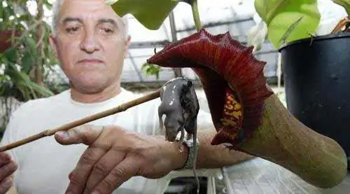 我叫猪笼草,是比较罕见的"食肉植物",家里的蚊子我包了