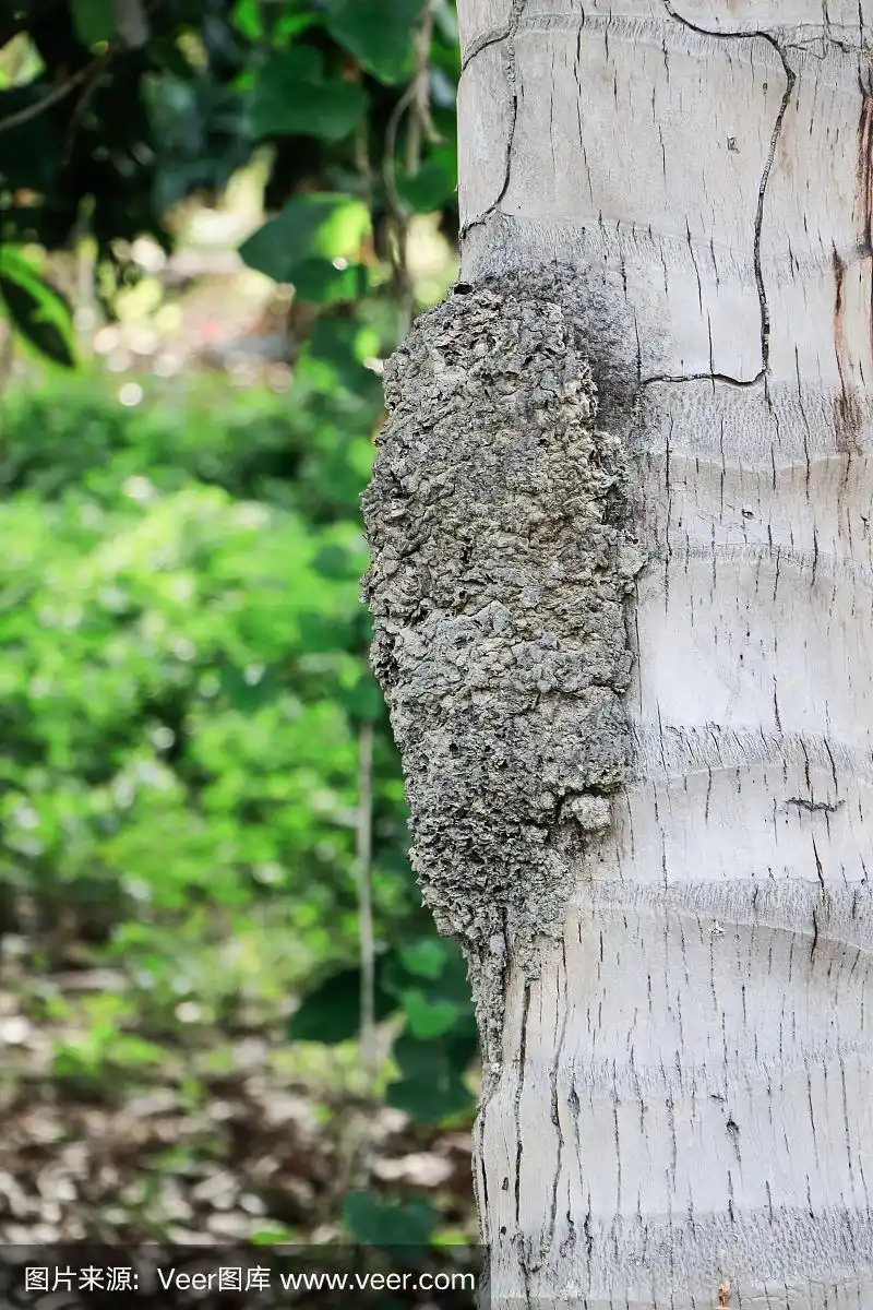 白蚁,捉虫帐篷,痕迹,有凹槽的,垂直画幅