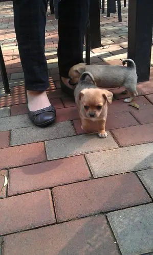 小鹿犬跟吉娃娃的串串要卖