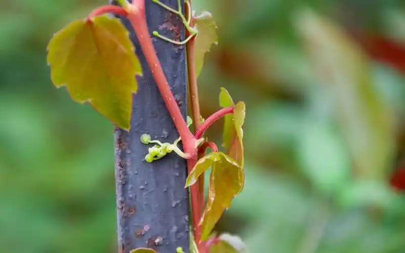 【一点植物学】小区常见绿化植物---爬山虎的脚