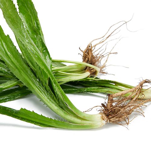 香菜新鲜刺芫刺芹洋鹅芥假芫茜元缅芜泰国越南其它