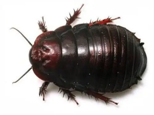 森冉生物厂家直销土鳖提取物 中华地鳖 簸箕虫提取物 土元提.