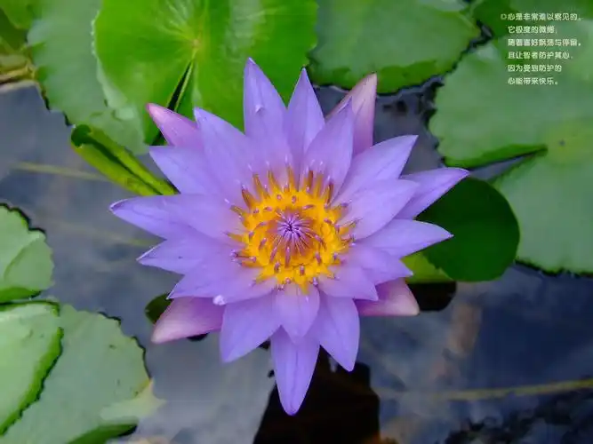 蓝莲花,蓝睡莲,埃及蓝睡莲