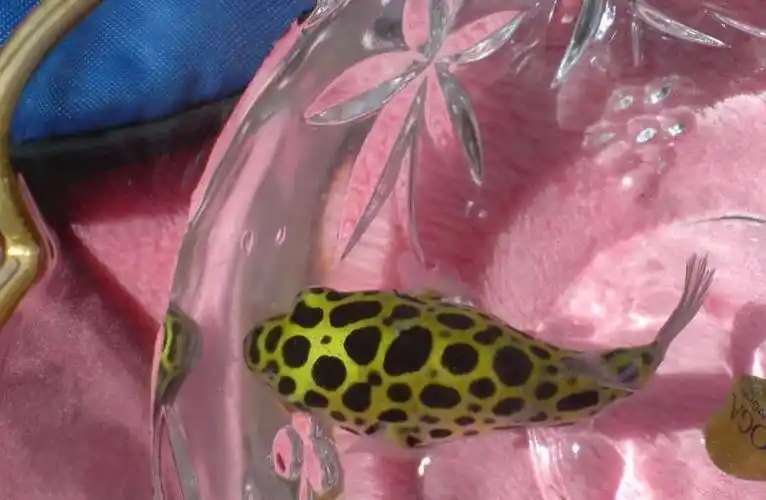 你知道绿河豚怎么养嘛