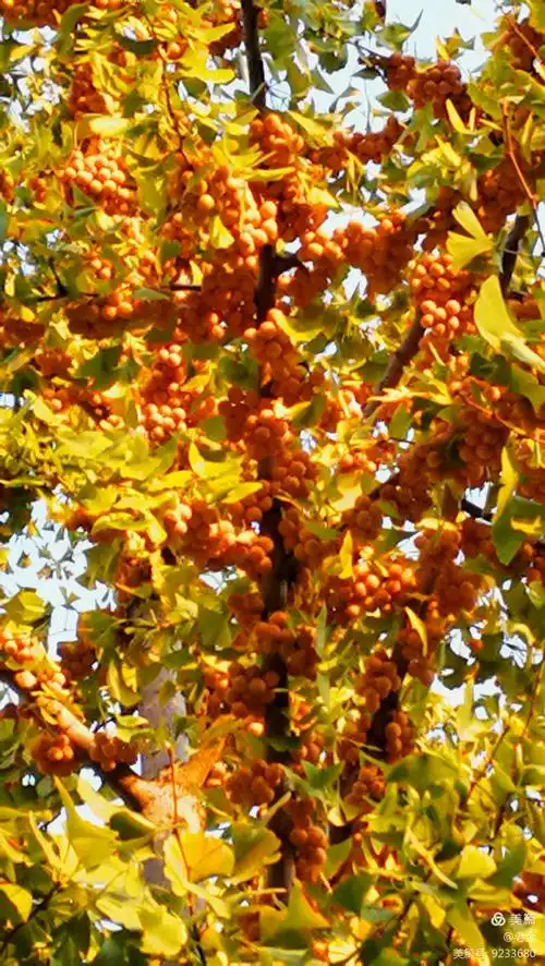 在园博园环湖公里两侧,高大的银杏树上结满了果实.