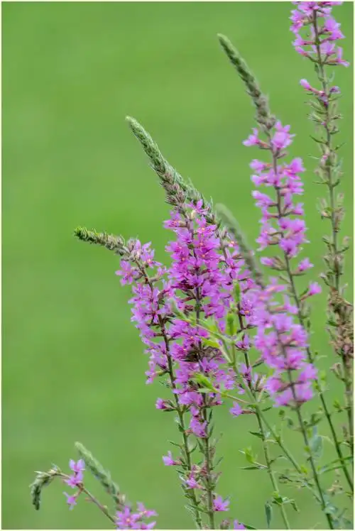 水生植物千屈菜