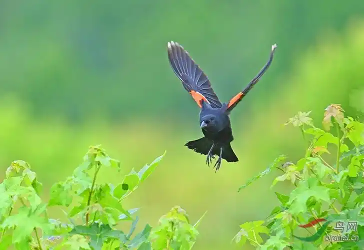 旷野中的红翼鸫.