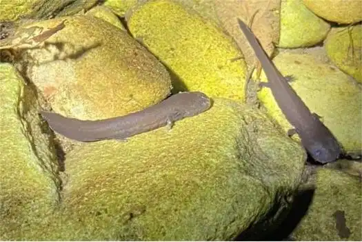 没有婴儿叫声,还会咬人,如此颠覆认知的娃娃鱼为何珍贵?