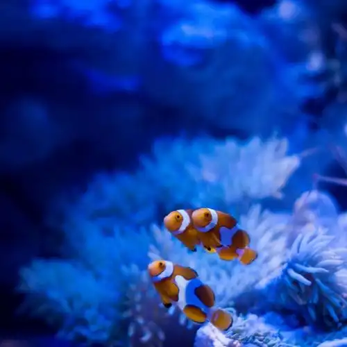 可爱小丑鱼_唯美图片