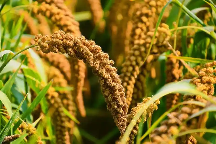 丰收的喜悦在沉甸甸的谷穗中,原创拍摄