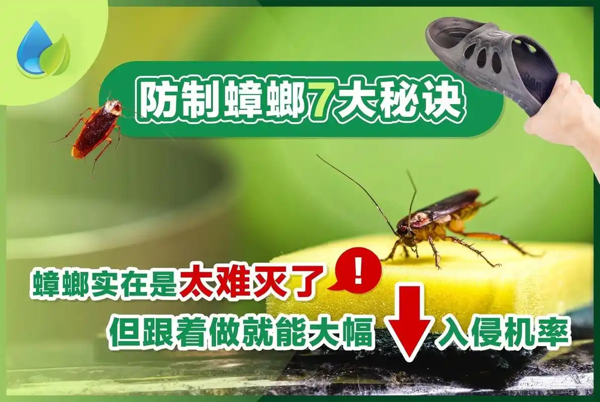 打不死的小强真的很令人头疼! 生命力顽 - 抖音