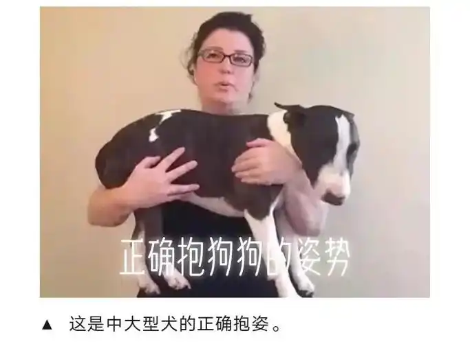 正确的抱狗狗的姿势72.