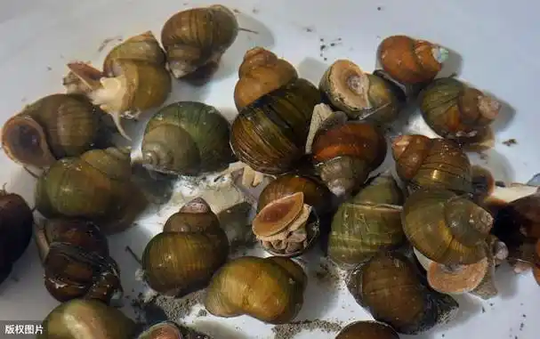 田螺炒的不好吃,多做这一步,田螺不仅干净,味道更鲜甜
