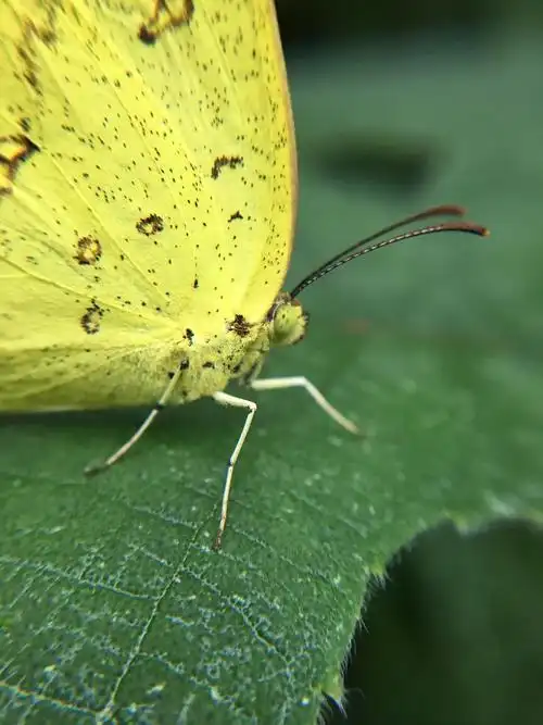 棒状触角清晰可见