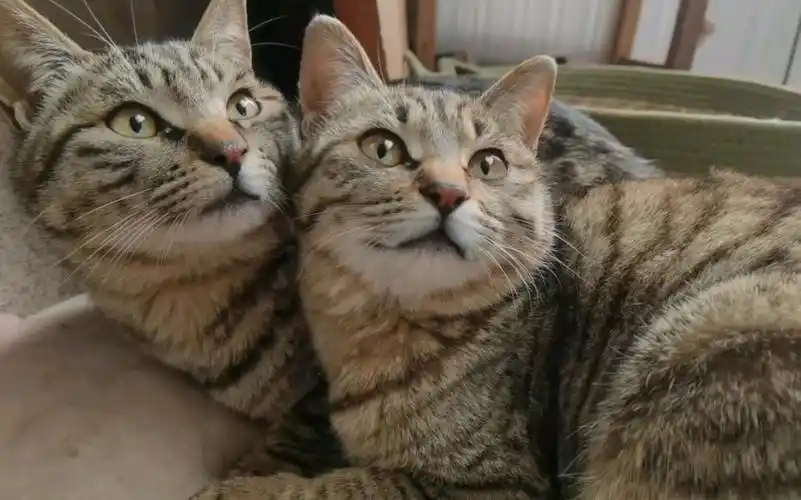 让我妈傻傻分不清的两只双胞胎狸花猫