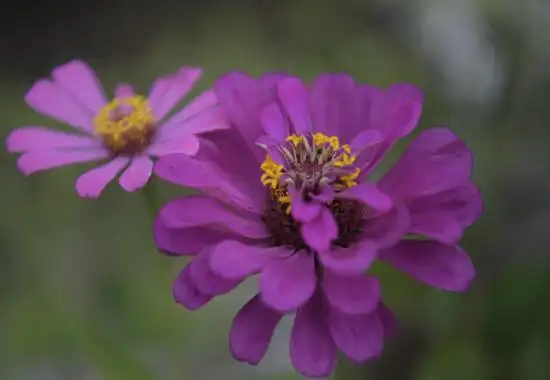 紫色的瓜叶菊.左德强摄