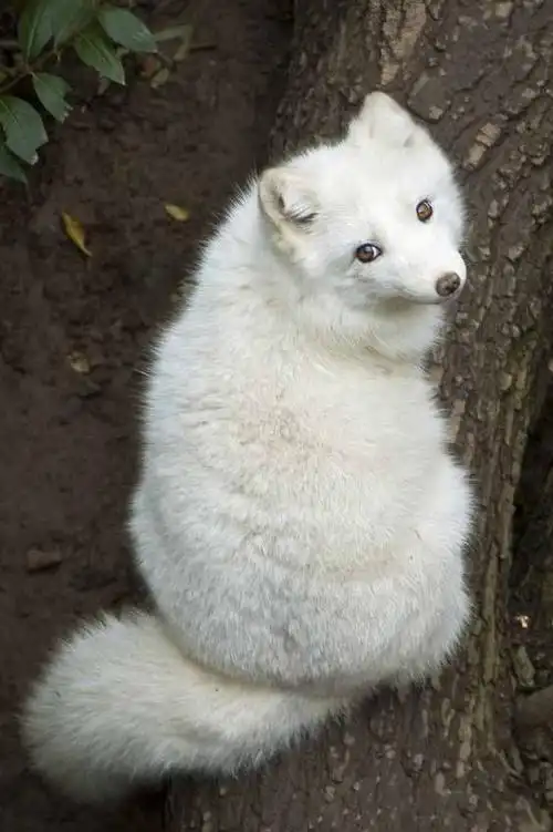 白狐(学名:alopex lagopus)别名蓝狐,北极狐,身长达50～75厘米,比一般