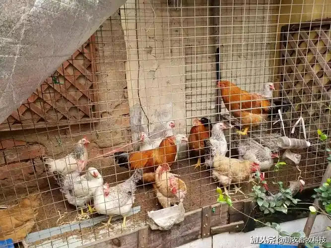 阳台生态养鸡家庭无臭养鸡法阳台养鸡方法家庭环保养鸡阳台diy养鸡