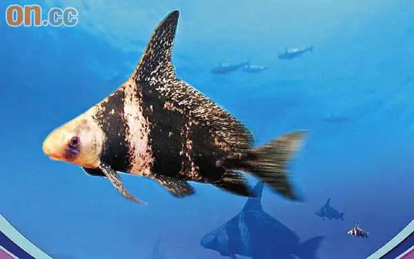 国家重点保护野生动物——胭脂鱼