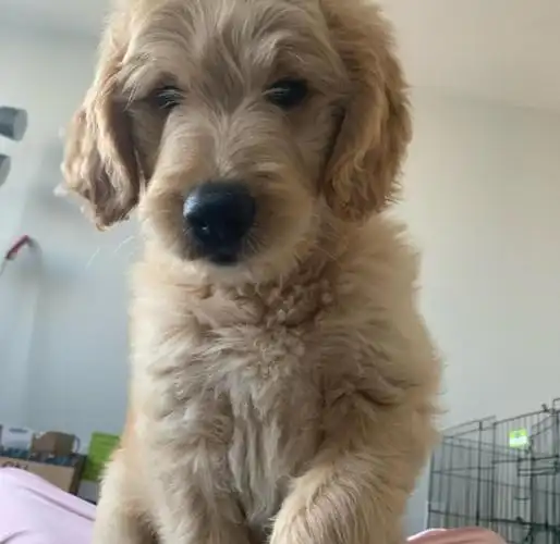 金毛贵宾混血,奇趣体验!