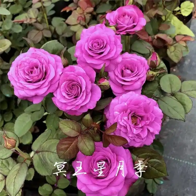 棒棒糖双色欧月系列品种月季,只要是上面颜色都有的基本都是双色 - 抖