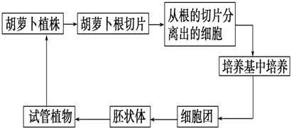 15如图为科学家将胡萝卜韧皮部的细胞培养形成胡萝卜植株的过程示意图