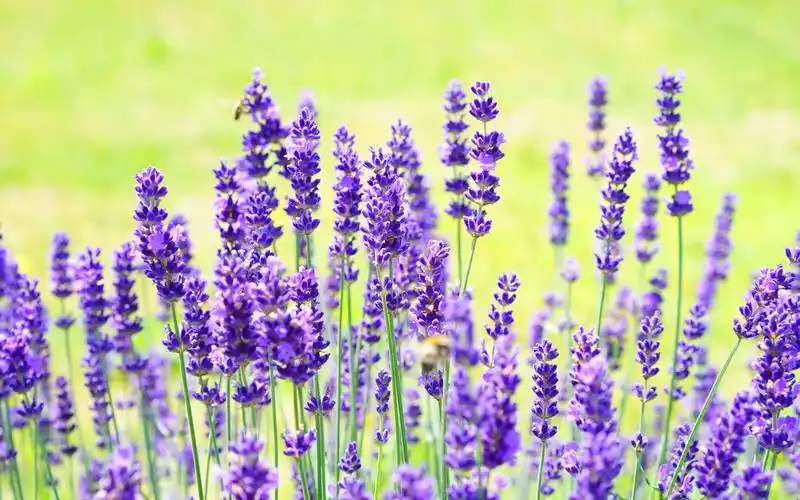 薰衣草图片唯美小清新(薰衣草图片大全高清图片 花海)