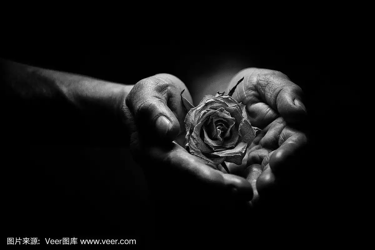 双手合十分开一个枯萎的玫瑰在黑色和白色