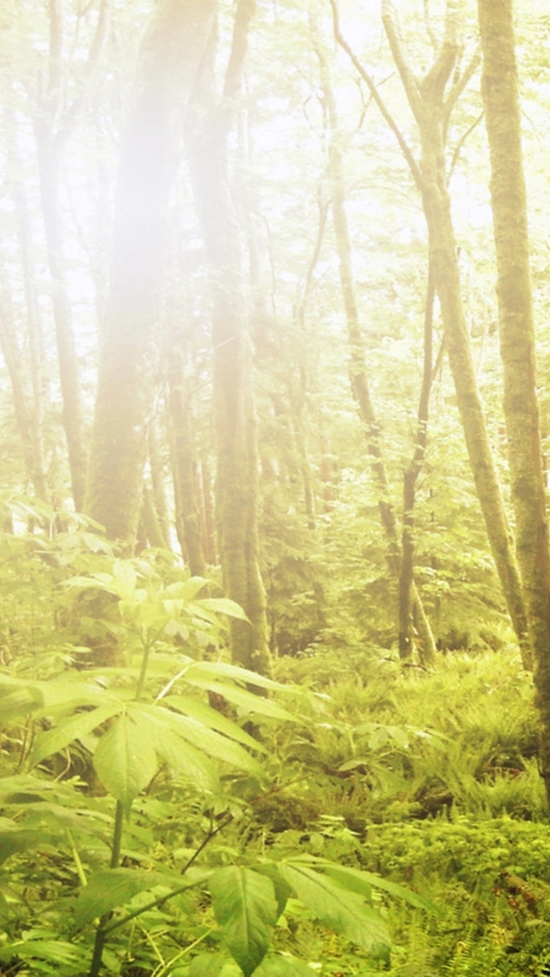 风景蓝天光绿树h5背景素材