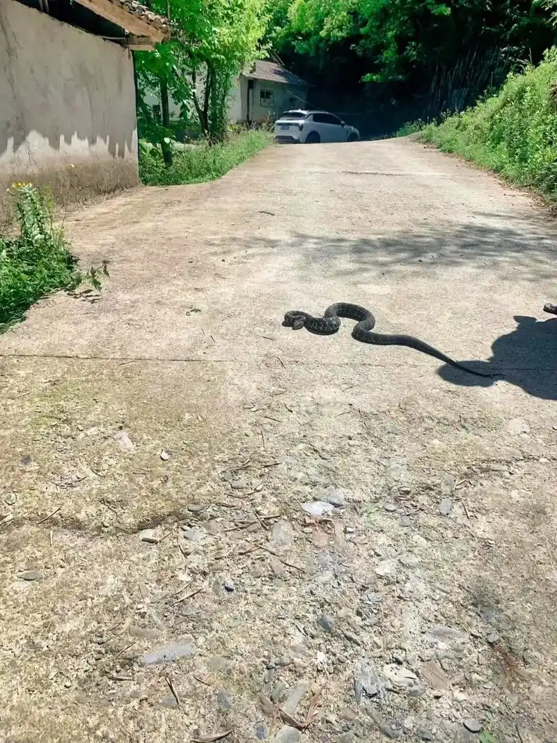 户外 #农村 #蛇 #回村的生活 # - 抖音