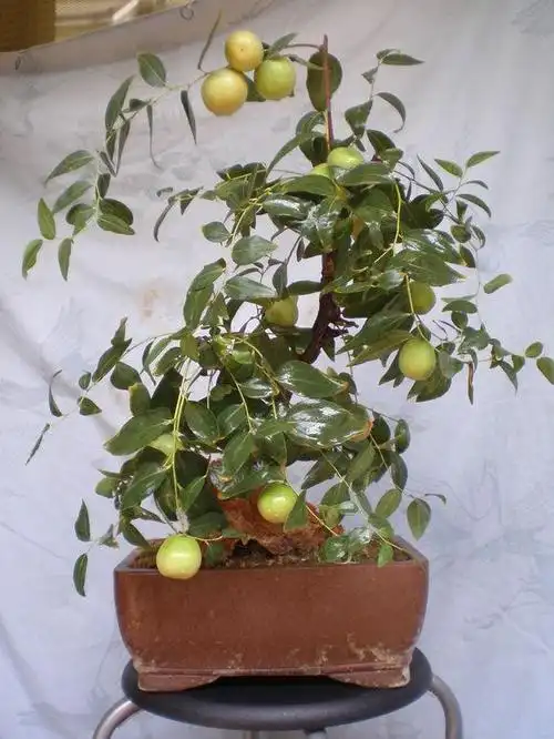 枣树盆景的日常养护技巧!