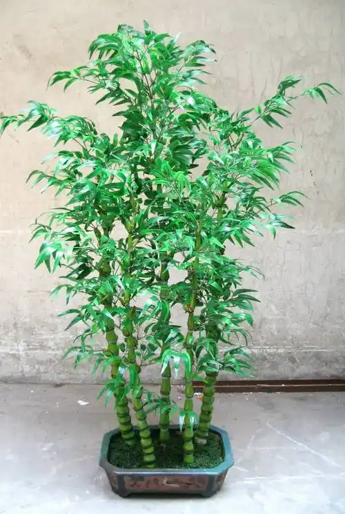 盆栽竹子的种类(盆栽竹子的种类叶子像玉米叶)