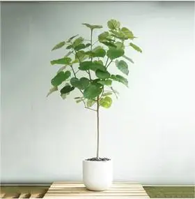 日本网红爱心榕心叶榕伞榕室内阳台观叶植物ins网红植物