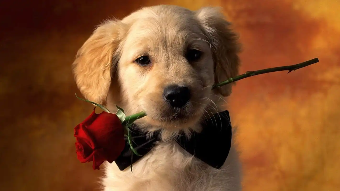 狗狗皮肤病的症状及治疗方法秋冬季高发病