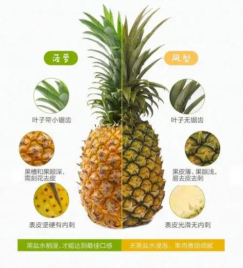 凤梨和菠萝的区别图片