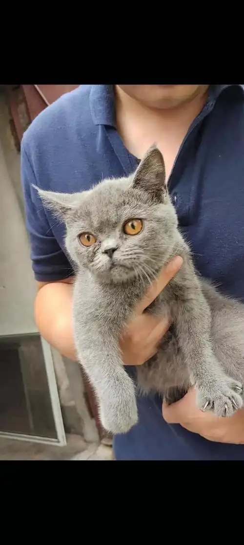 英短蓝猫公6个月品相好欢迎询价199531