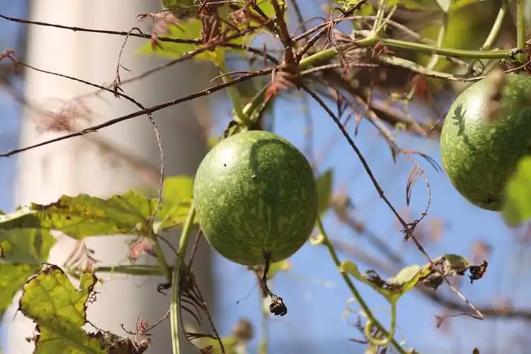 坐标杭州路边看到的爬藤果子不知道是啥