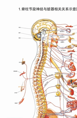 脊柱相关疾病示意图