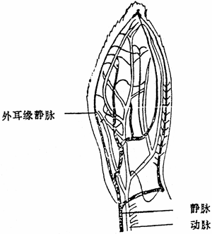 常见实验动物的采血量及家兔的采血方法