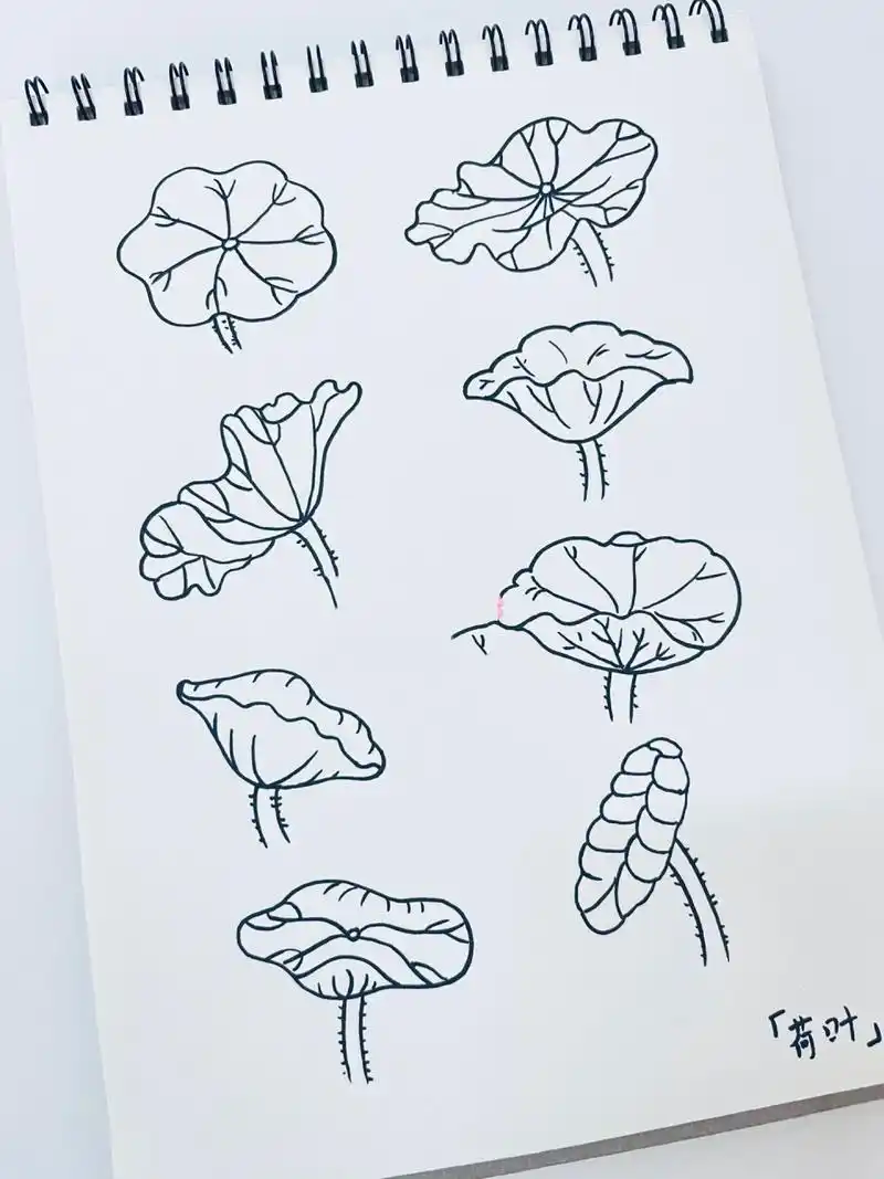 简笔画「荷叶」9595