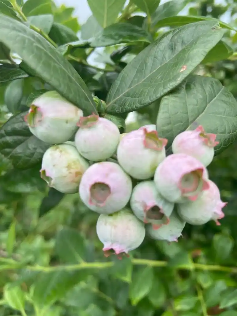 蓝莓熟了 #摘蓝莓 #果实累累 #原生态水果 #纯天然无公 - 抖音