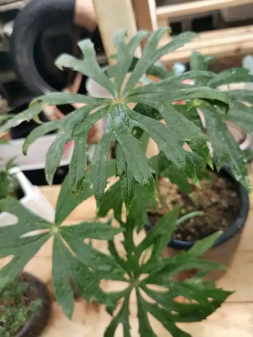 兔儿伞 ——不错的乡土植物