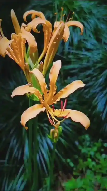 金色曼陀罗花语是美好幸福天生的幸运儿愿好运与你常在-全民小视频