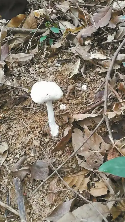 广东省微生物研究所专家在炮台山采样时拍到的致命鹅膏菌.